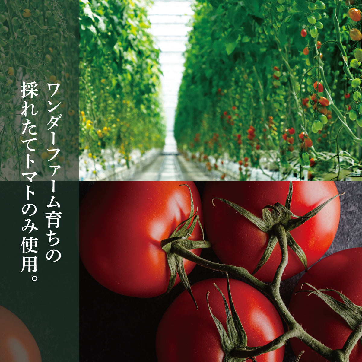 国産プレミアムトマトのウスターソース