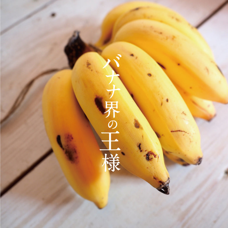 【沖縄限定配送】島バナナ＆チョコラータ 6個｜CROSS 47プロデュースの無添加ジェラート