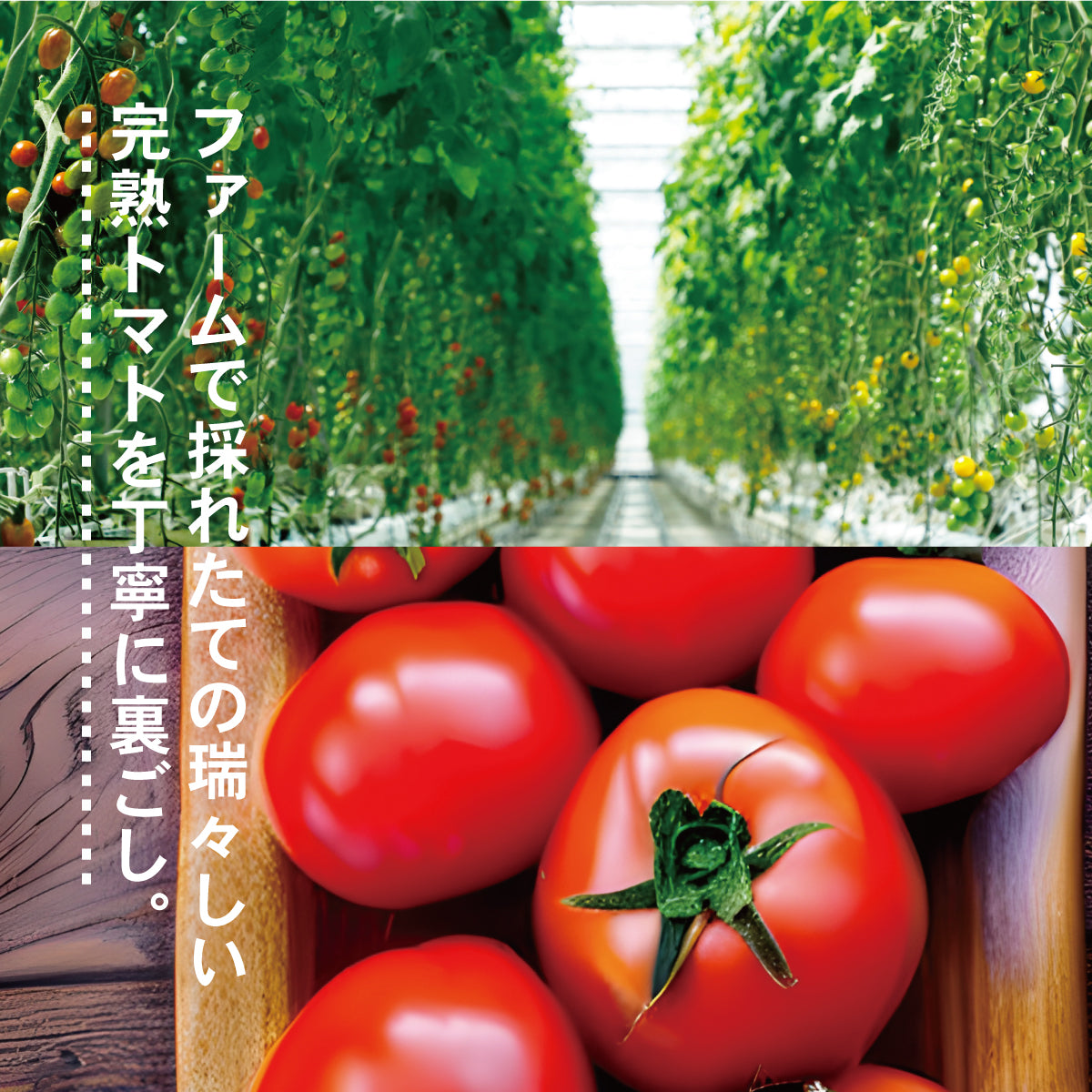 国産プレミアムトマトのウスターソース